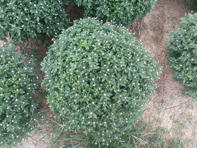 菊花0.5米以下