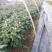 菊花0.5米以下
