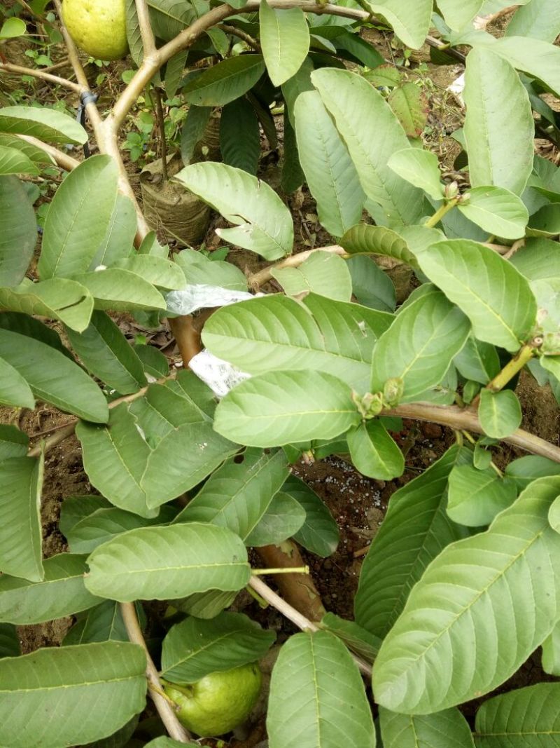 西瓜番石榴苗50~80cm