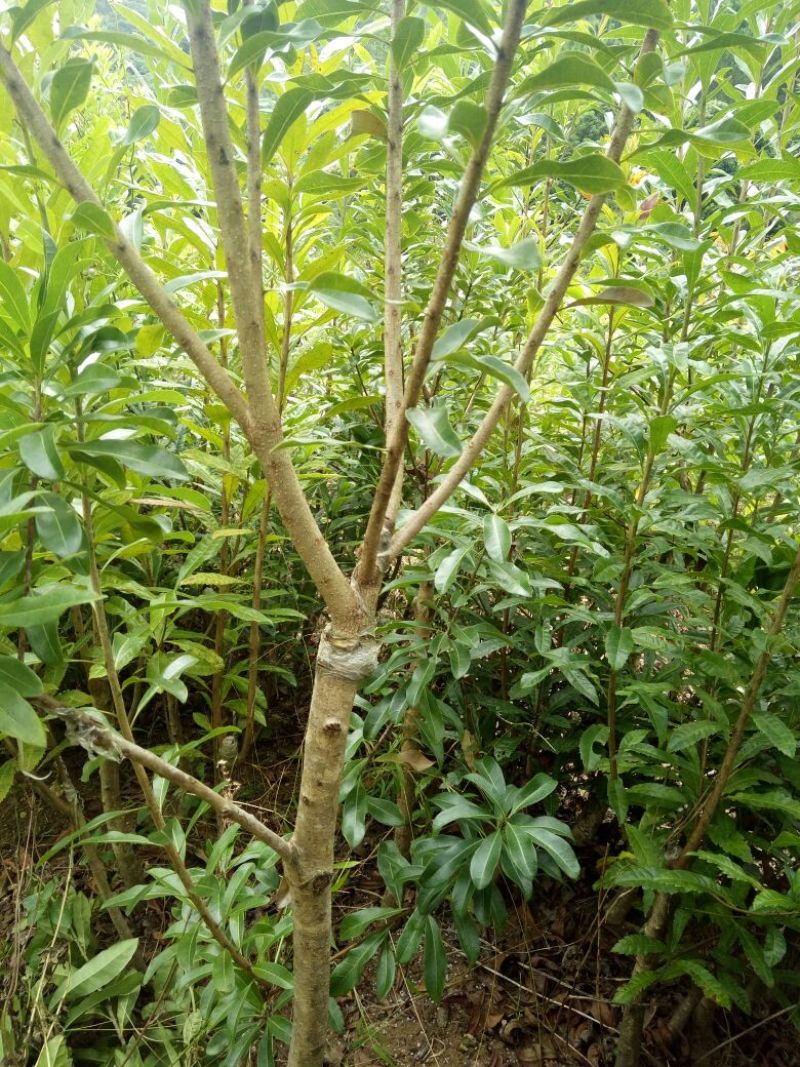 杨梅苗30~50cm