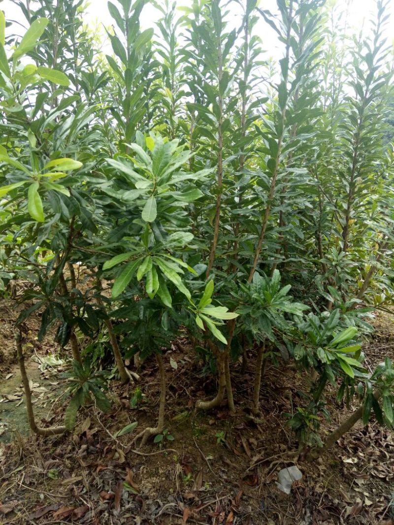 杨梅苗30~50cm