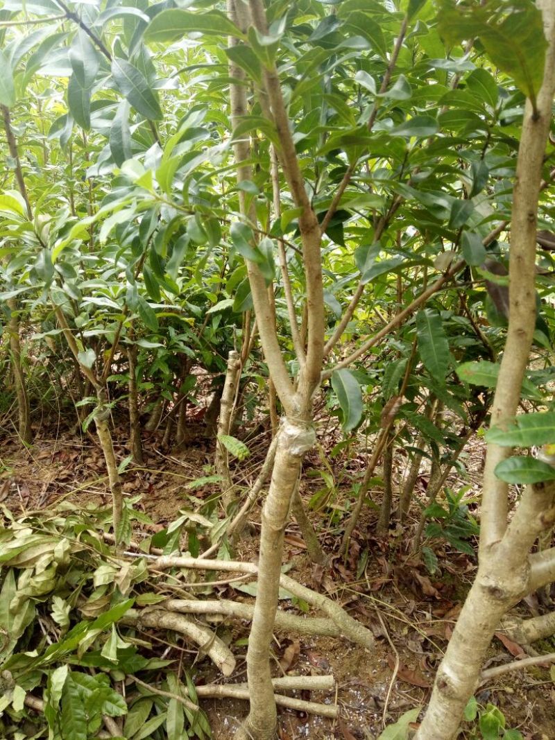 杨梅苗30~50cm