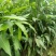 芒果苗1m以下