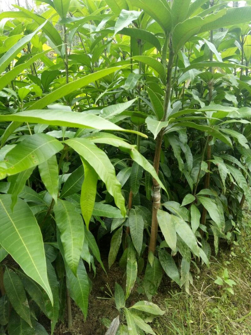 芒果苗1m以下