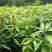 芒果苗1m以下