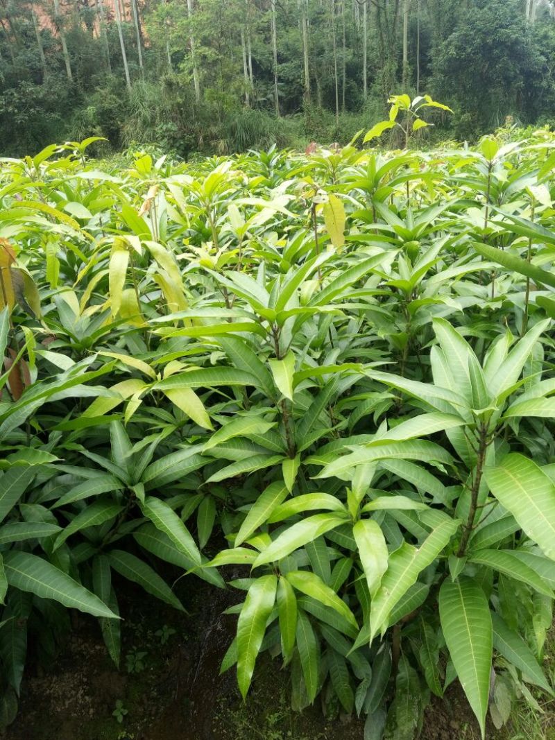 芒果苗1m以下