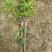 芒果苗1m以下