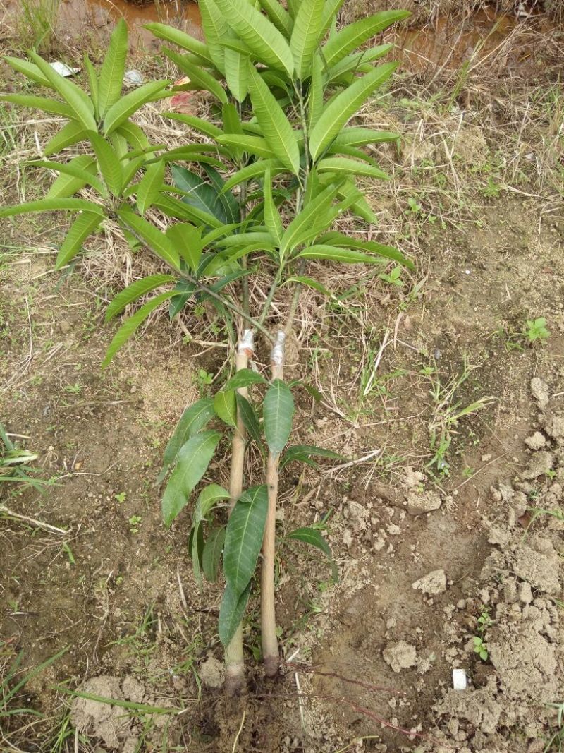 芒果苗1m以下