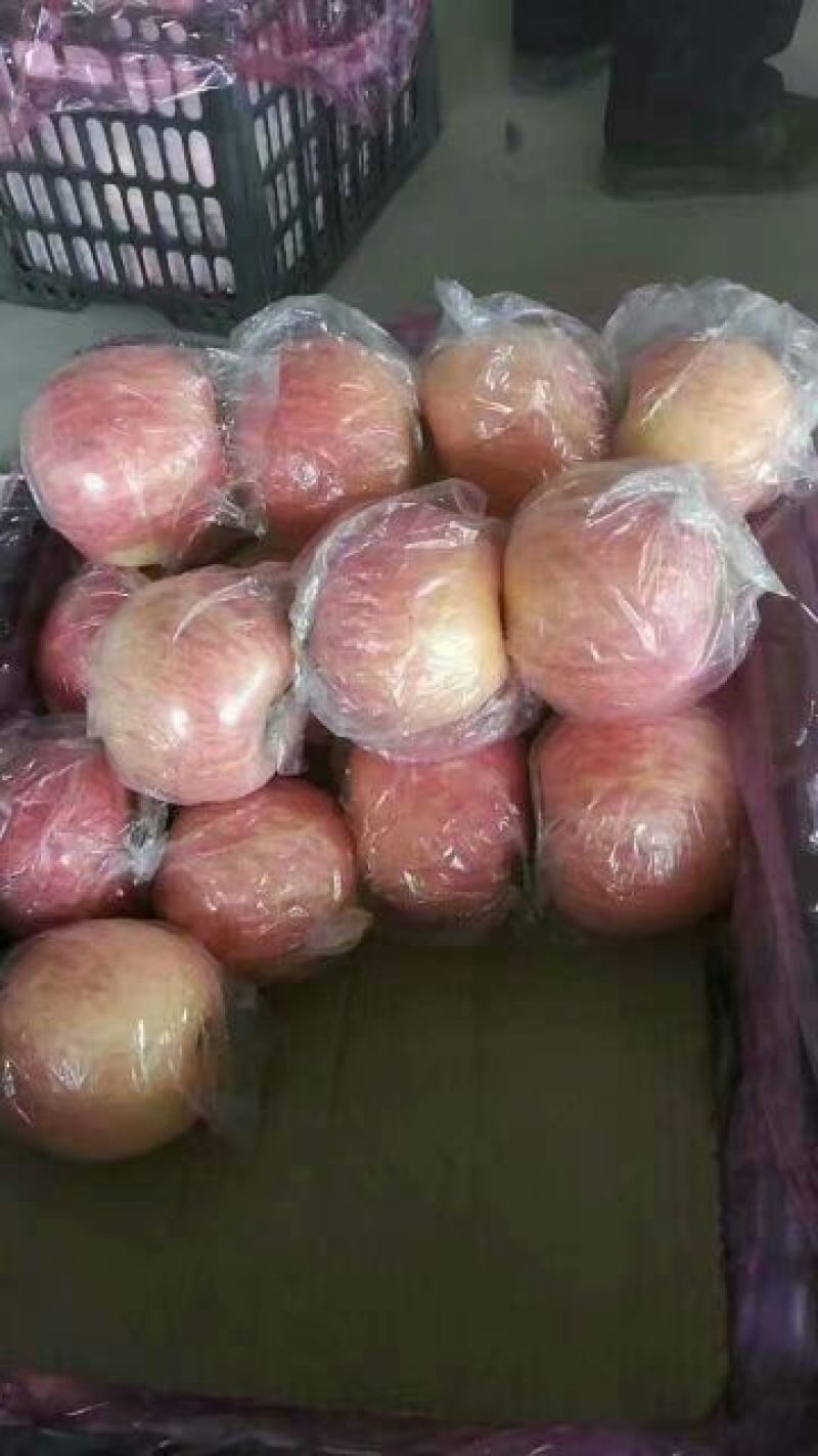 精品山西冰糖心苹果大量供应货源品质保证量大从优