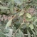 青冈子