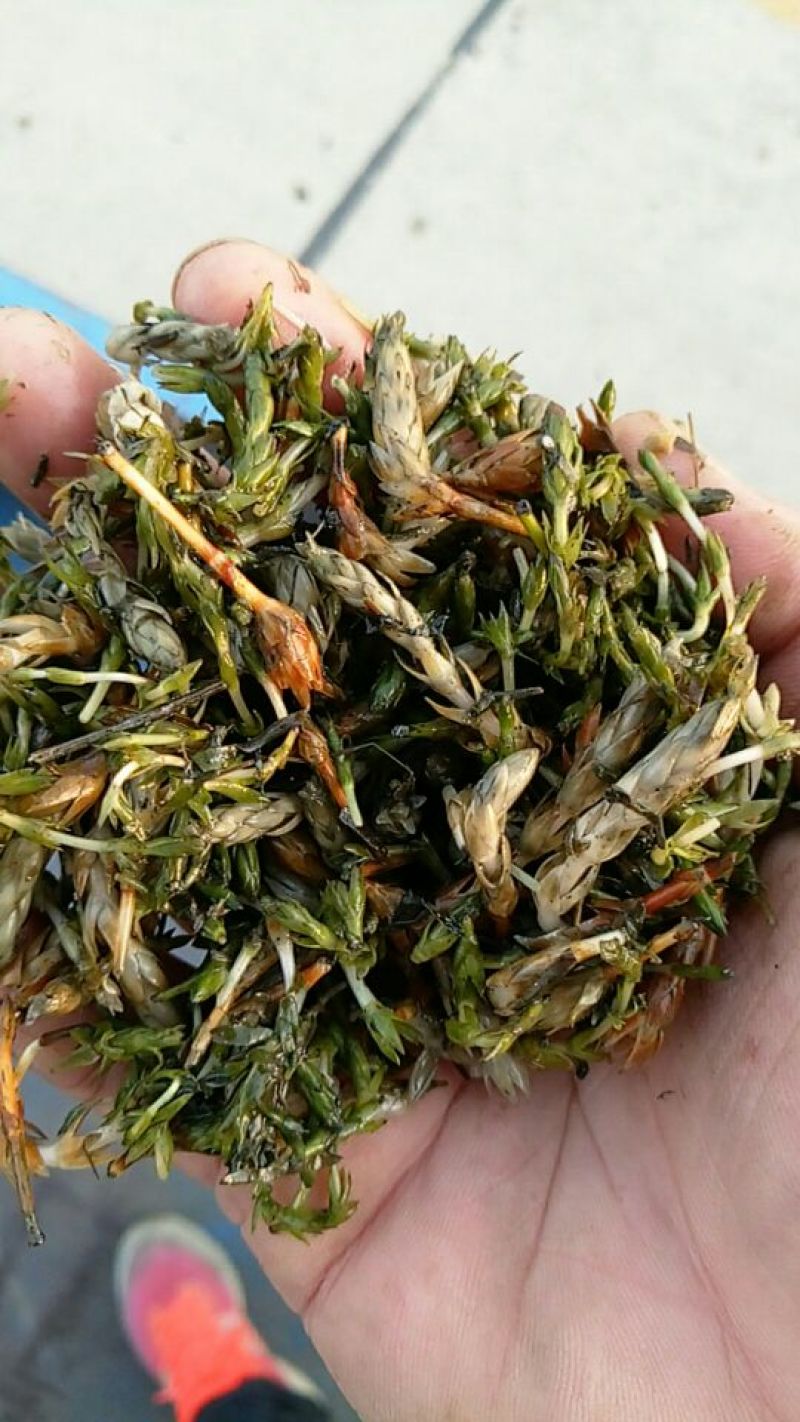 鱼饲料30天