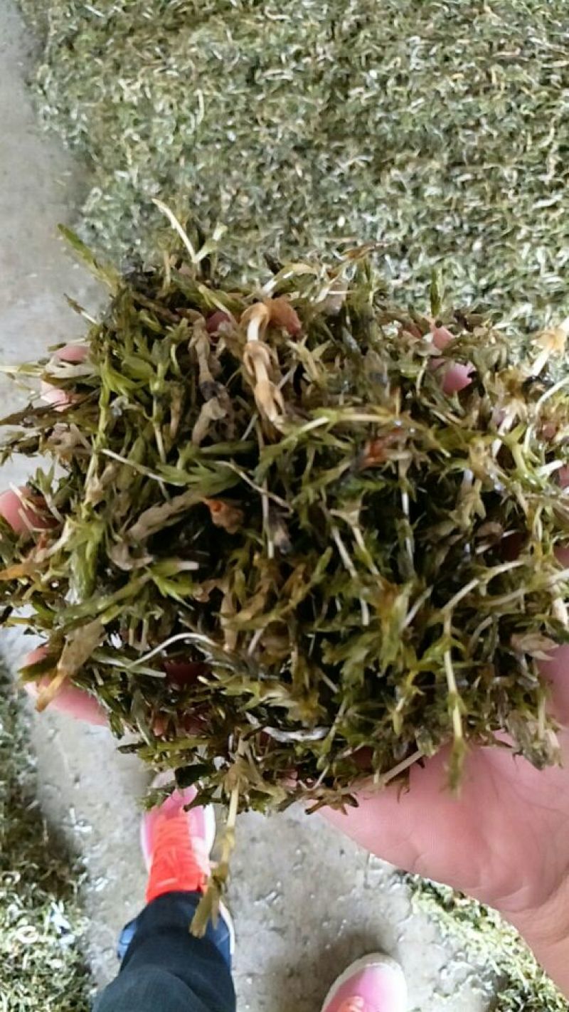 鱼饲料30天