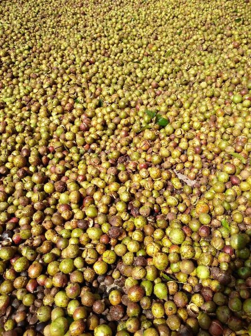 油茶果