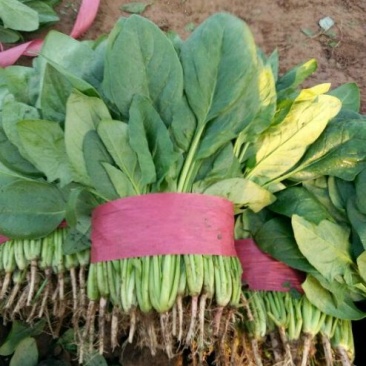 本地外地菠菜量大，需要联系