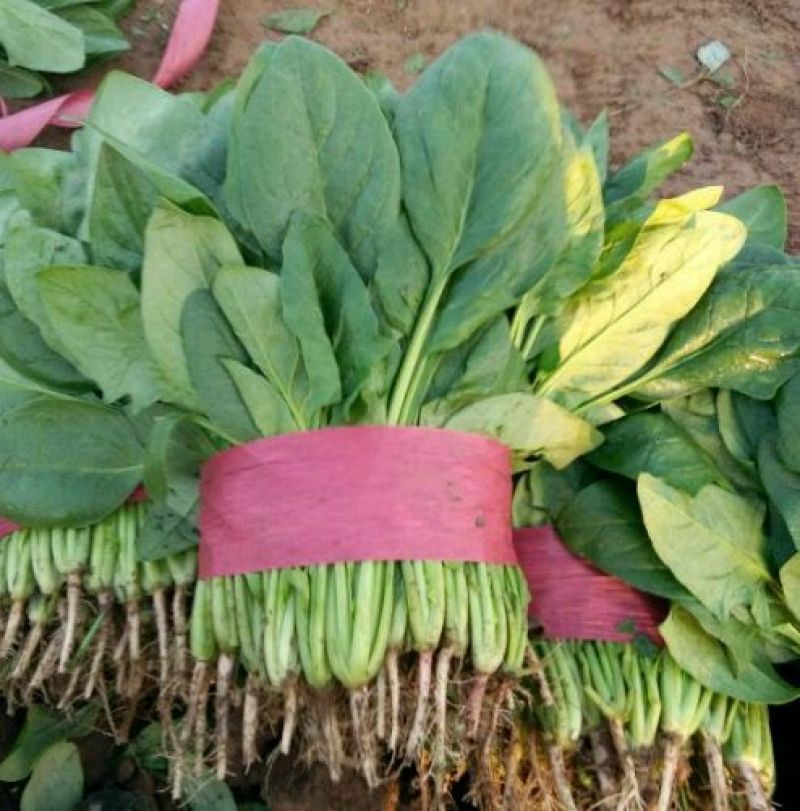 本地外地菠菜量大，需要联系