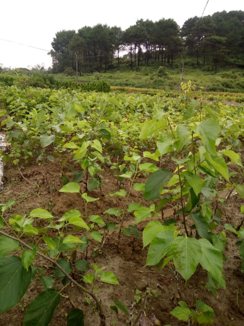 长果桑树苗台湾四季长果型桑树苗，四个季节可结果