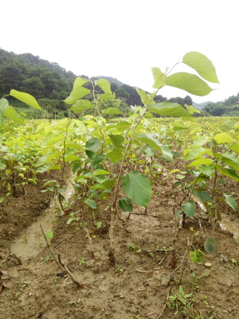 长果桑树苗台湾四季长果型桑树苗，四个季节可结果