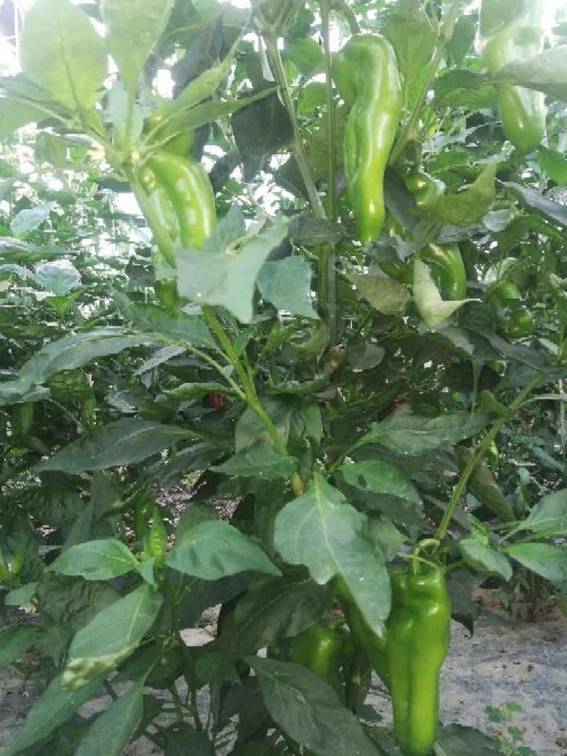 红泡椒10~15厘米中辣红