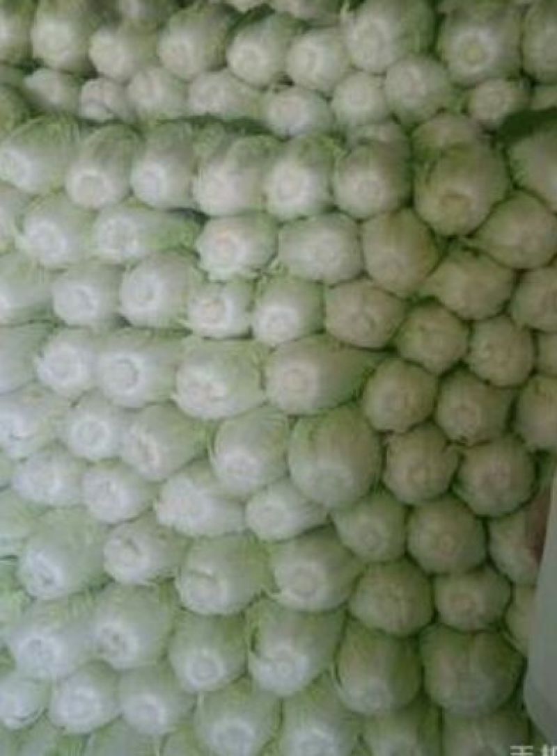 夏阳白菜净菜2~3斤，超市，电商都可用。