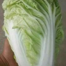 夏阳白菜净菜2~3斤，超市，电商都可用。