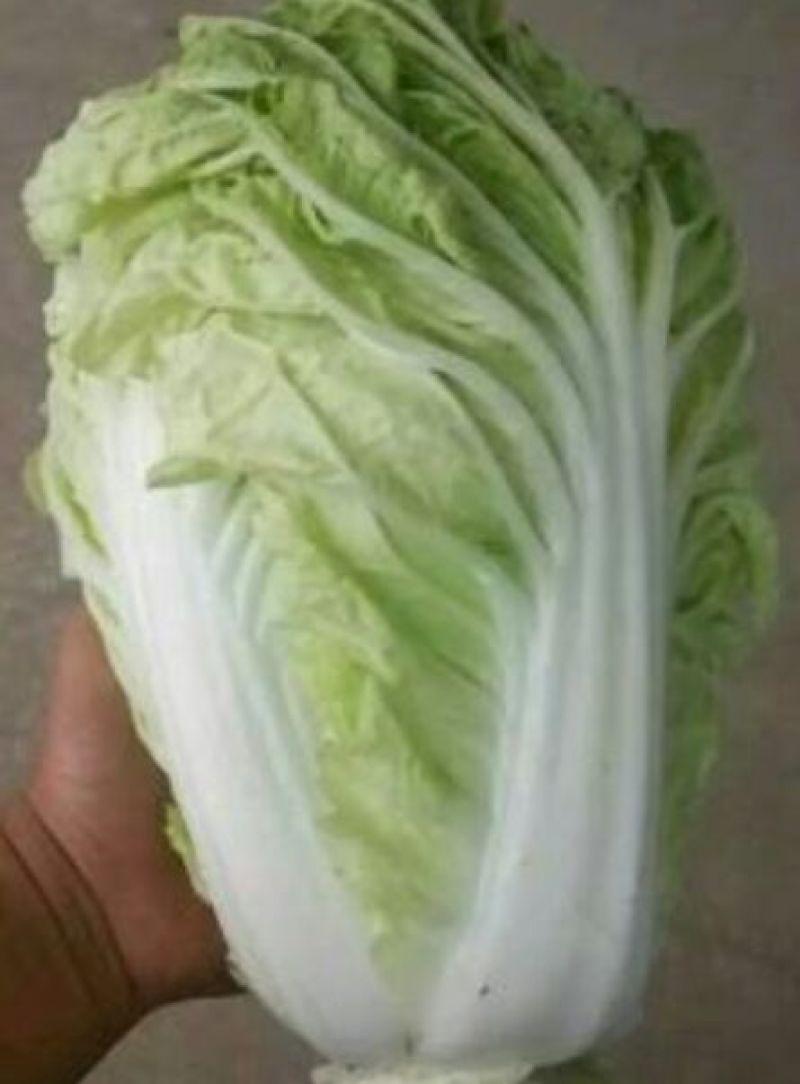夏阳白菜净菜2~3斤，超市，电商都可用。