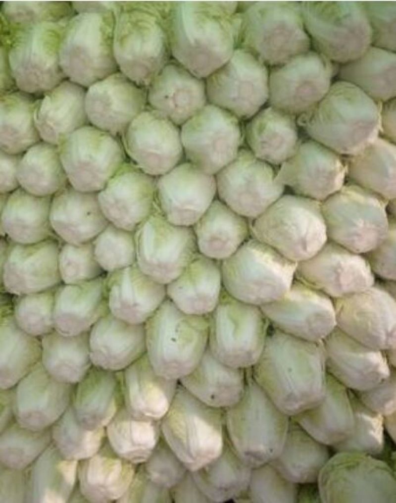 夏阳白菜净菜2~3斤，超市，电商都可用。