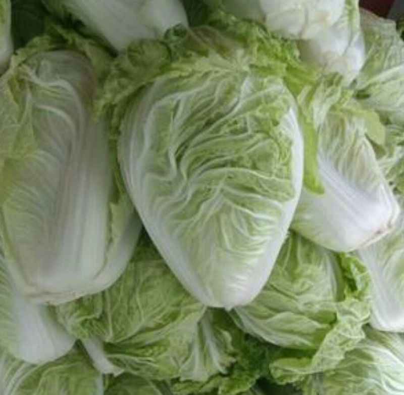 夏阳白菜净菜2~3斤，超市，电商都可用。
