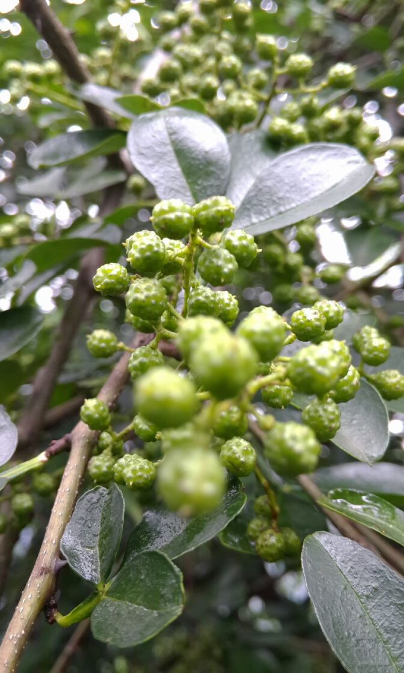 九叶青花椒一级干