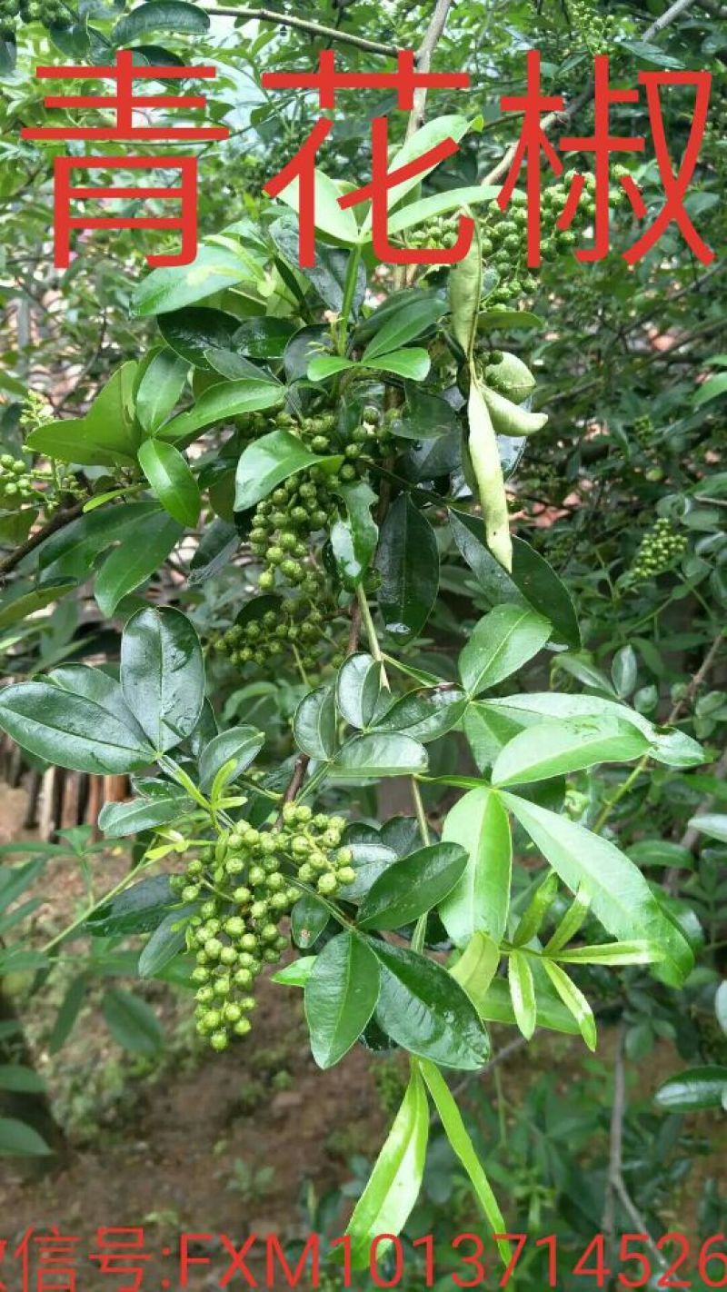 九叶青花椒一级干
