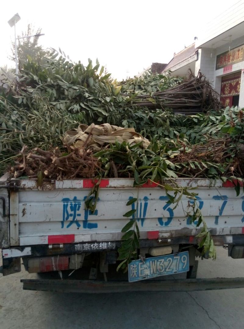 红油6号香椿苗大棚80cm以上