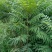 红油6号香椿苗大棚80cm以上