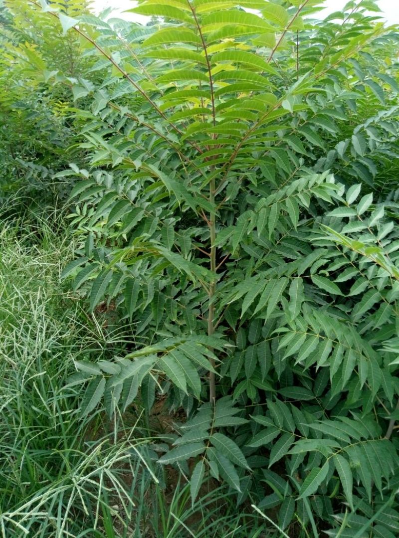 红油6号香椿苗大棚80cm以上