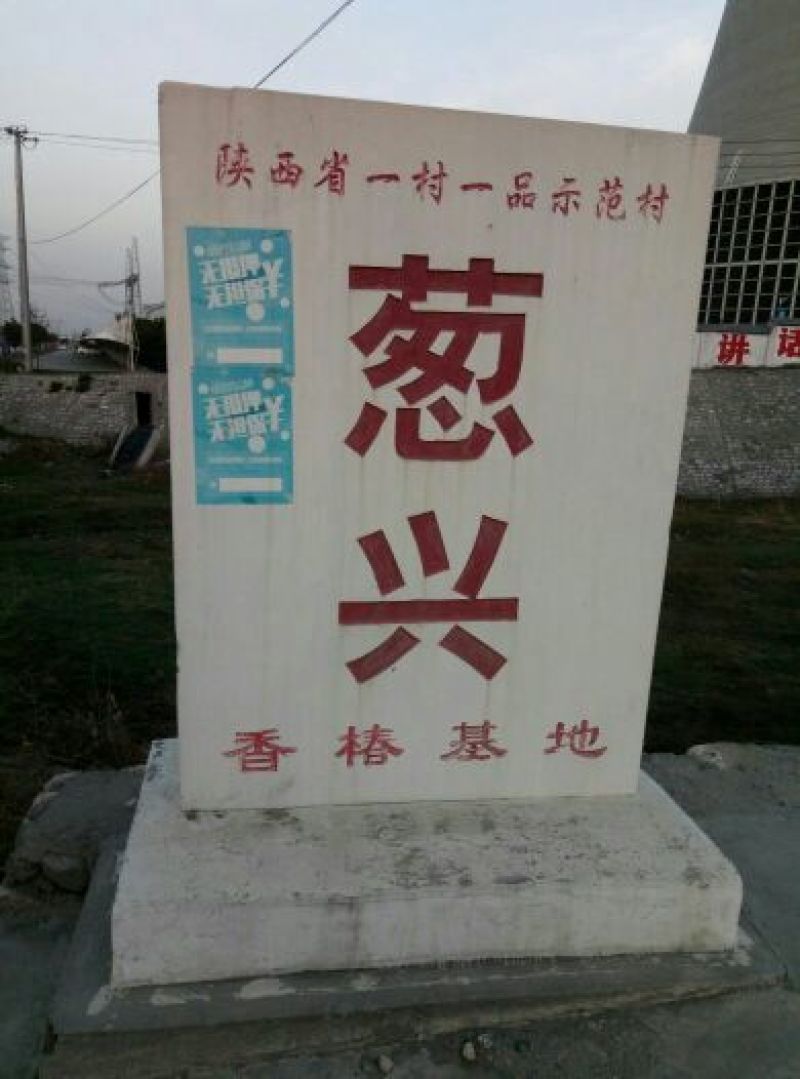 红油香椿树30~50cm