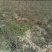 红油香椿树30~50cm