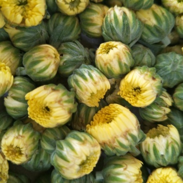 菊花茶一级