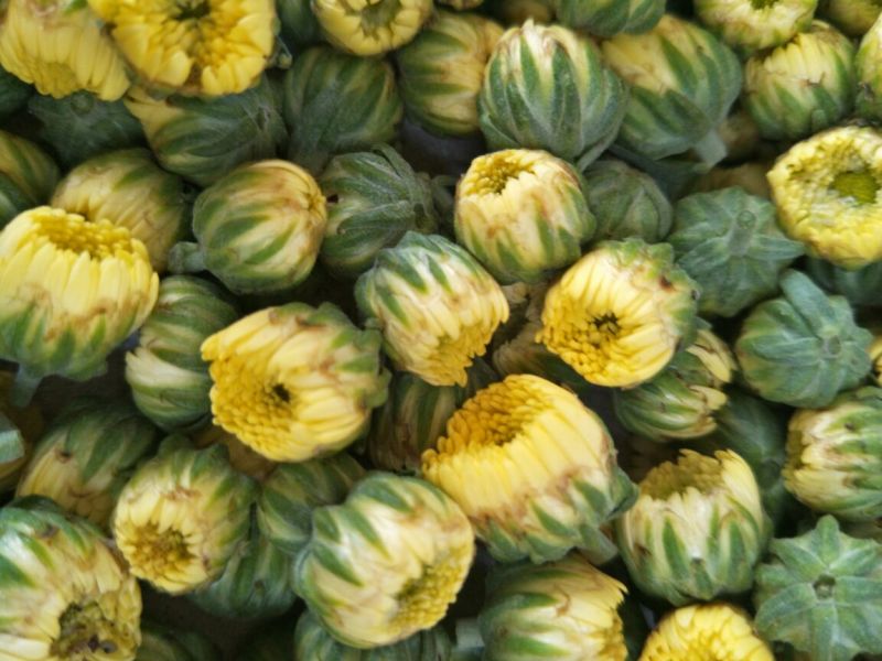 菊花茶一级
