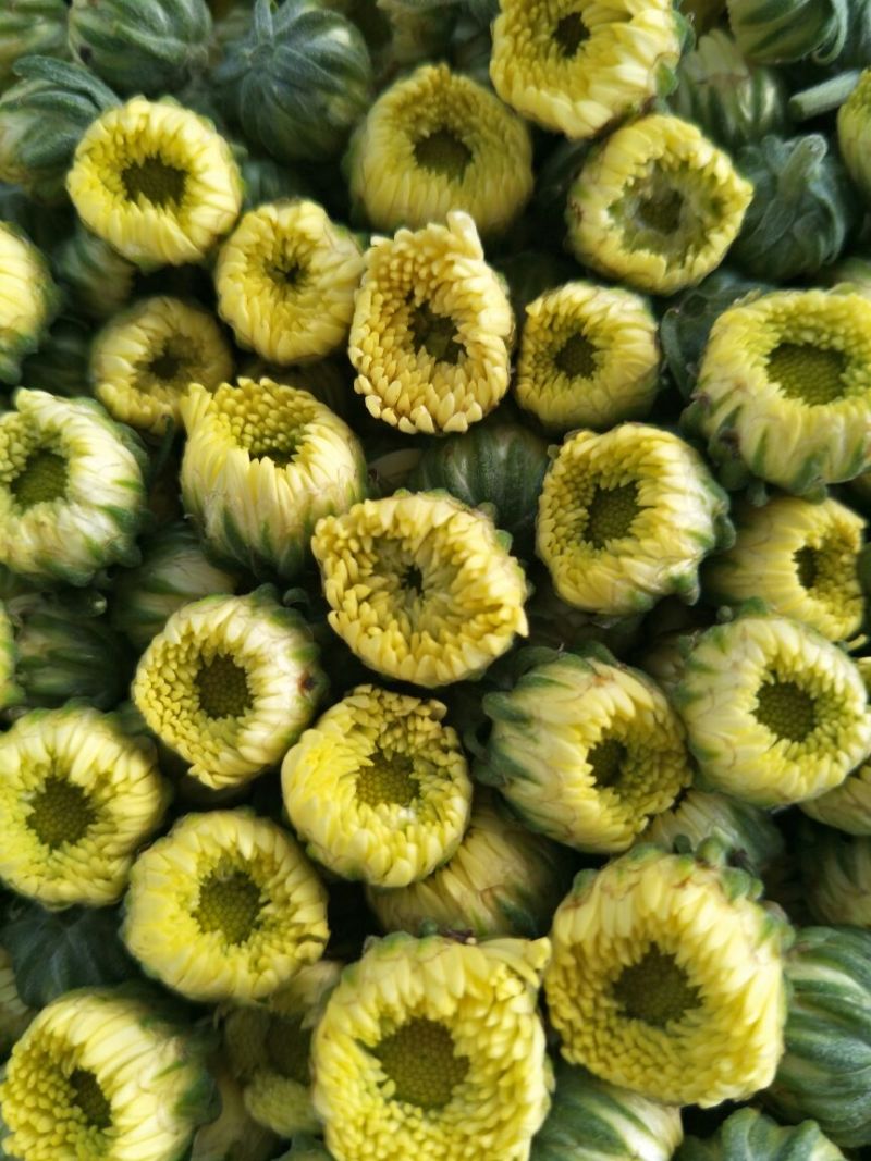 菊花茶一级