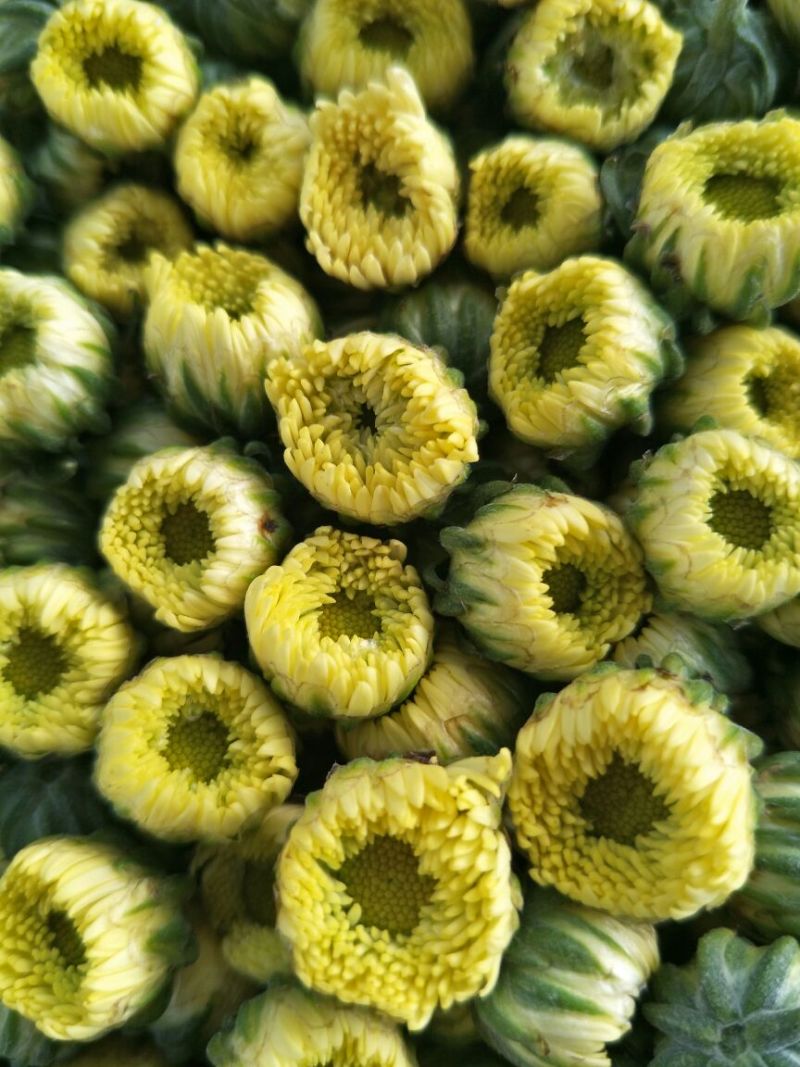 菊花茶一级