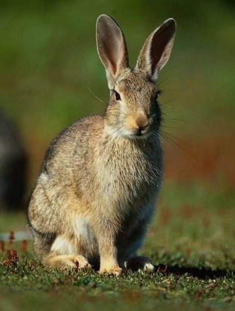 杂交比利时种兔1kg以下