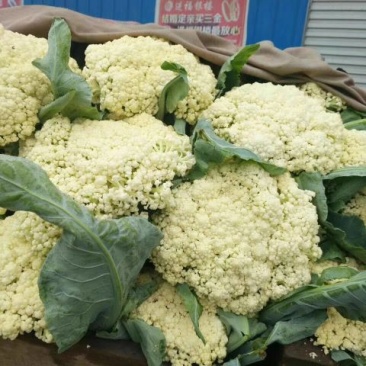 白面青梗松花菜2~3斤散花米黄