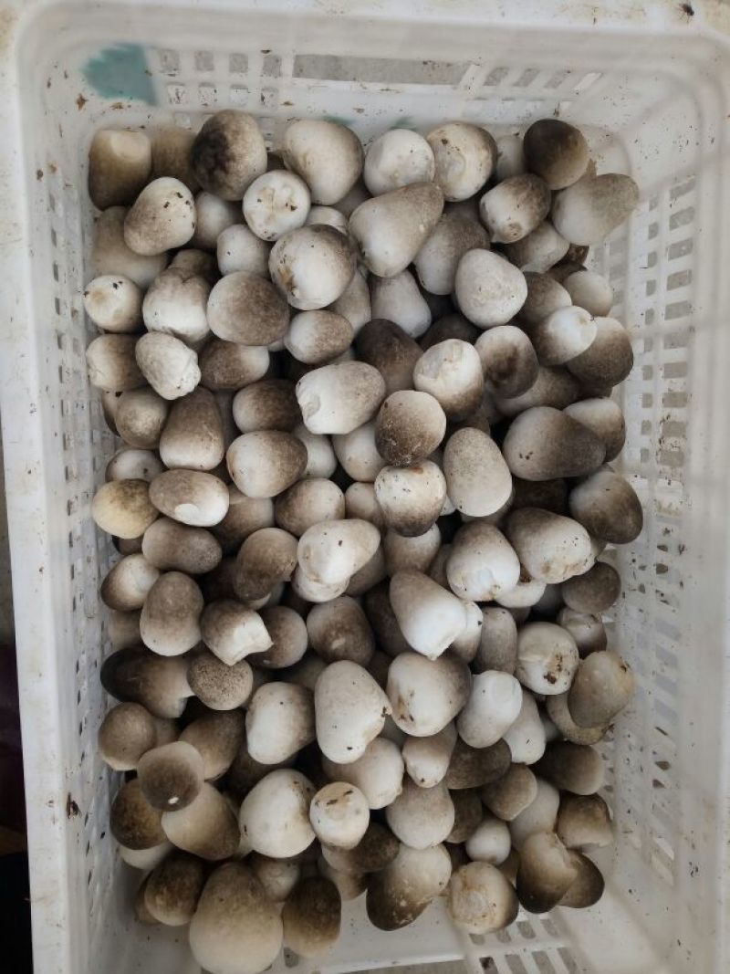 草菇2.5cm以上
