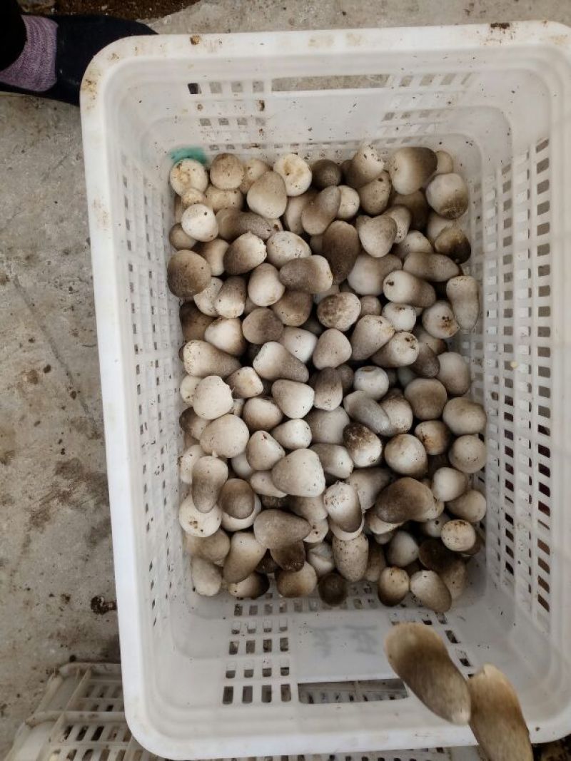 草菇2.5cm以上