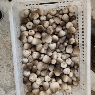 草菇2.5cm以上
