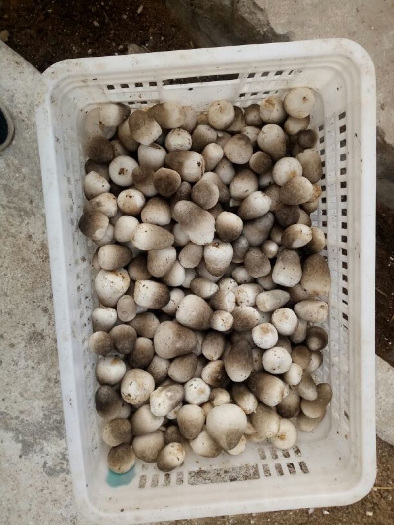草菇2.5cm以上