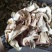 牛肝菌小羊肚菌特级