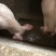 土猪80~100公斤