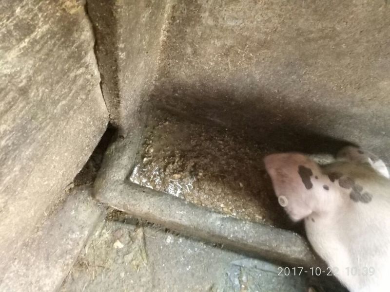 土猪80~100公斤