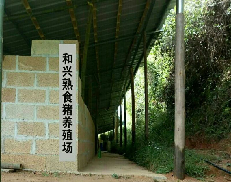 土猪80~100公斤
