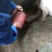 土猪80~100公斤