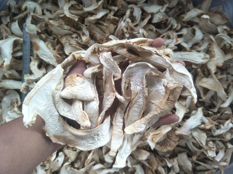 松茸干片